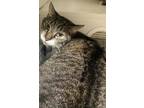 Adopt Lucy a Domestic Shorthair / Mixed (short coat) cat in Pittsfield