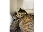 Adopt Jim a Domestic Shorthair / Mixed (short coat) cat in Pittsfield