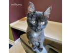 Adopt Wolfgang a Black (Mostly) Domestic Mediumhair (medium coat) cat in
