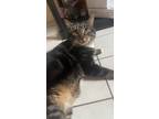 Adopt Polo a Brown Tabby Domestic Shorthair (short coat) cat in Southington