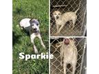 Adopt Sparkie a White Catahoula Leopard Dog / Terrier (Unknown Type