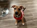 Adopt Ricotta - IN FOSTER a Brown/Chocolate Mixed Breed (Medium) / Mixed Breed