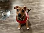 Adopt Ricotta - IN FOSTER a Brown/Chocolate Mixed Breed (Medium) / Mixed dog in