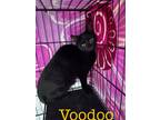 Adopt Voodoo a Domestic Shorthair / Mixed (short coat) cat in St.