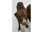 Adopt Luke a Brown/Chocolate American Pit Bull Terrier dog in Cassopolis