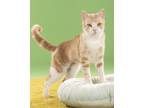 Adopt Milk a Orange or Red Tabby (short coat) cat in Monterey Park