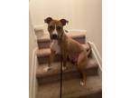 Adopt Rylo a Red/Golden/Orange/Chestnut American Staffordshire Terrier / Boxer /