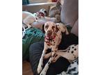 Adopt Fiona a White - with Brown or Chocolate Dalmatian / Mixed dog in San