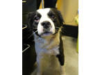 Adopt Stew a Black Border Collie / Mixed Breed (Medium) / Mixed (short coat) dog