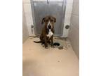 Adopt Sam a Brindle American Pit Bull Terrier / Mixed dog in Price
