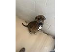 Adopt Dean a Brindle American Pit Bull Terrier / Mixed dog in Price