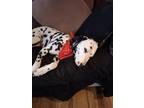 Adopt Sullivan a White - with Black Dalmatian / Mixed dog in San Diego