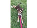 Adopt Ares a Brown/Chocolate - with White Husky / Whippet / Mixed dog in Spring