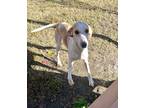 Adopt Dolly a Tan/Yellow/Fawn Hound (Unknown Type) / Mixed dog in Moncks Corner