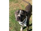Adopt REBEL a Brindle Mixed Breed (Large) / Mixed dog in Greenville