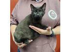 Adopt Briar a Gray or Blue Domestic Shorthair (medium coat) cat in Parsons