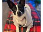 Adopt Missy a Black - with White Jack Russell Terrier / Mixed dog in
