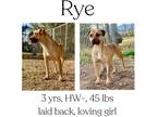 Adopt Rye a Mixed Breed (Medium) / Mixed dog in Albany, GA (40233008)