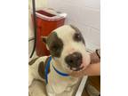 Adopt Ace a White American Pit Bull Terrier / Mixed Breed (Medium) / Mixed