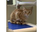 Adopt Poe a Orange or Red Domestic Shorthair / Mixed Breed (Medium) / Mixed