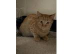 Adopt Allan a Orange or Red Domestic Shorthair / Domestic Shorthair / Mixed cat