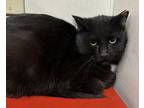 Adopt Solstice a All Black Domestic Shorthair / Domestic Shorthair / Mixed cat