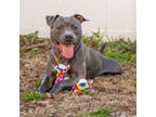 Adopt Diego a Gray/Blue/Silver/Salt & Pepper Mixed Breed (Large) / Mixed dog in