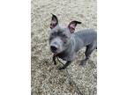 Adopt Deuce a Merle American Pit Bull Terrier / Mixed Breed (Medium) / Mixed