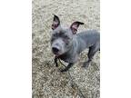 Adopt Deuce a Gray/Blue/Silver/Salt & Pepper American Pit Bull Terrier / Mixed