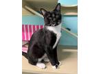 Adopt Figaro a All Black Domestic Shorthair / Domestic Shorthair / Mixed cat in