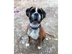 Adopt Ultra a Tricolor (Tan/Brown & Black & White) Boxer / Mixed dog in