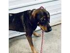 Adopt Josey a Brown/Chocolate - with Tan German Shorthaired Pointer / Mixed dog