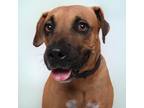 Adopt Clifford a Red/Golden/Orange/Chestnut - with White American Staffordshire