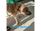 Adopt Scruffy McGruff a Tan/Yellow/Fawn - with Black Airedale Terrier / Mixed