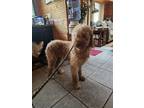 Adopt Bella a Tan/Yellow/Fawn Goldendoodle / Mixed dog in New Baltimore