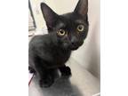 Adopt Lunar (adoption approved!) a All Black Domestic Shorthair / Domestic