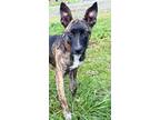 Adopt Aspen fostered in OR a Brindle - with White Dutch Shepherd / Belgian