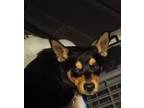 Adopt Buddy a Black - with Tan, Yellow or Fawn Australian Kelpie / Miniature