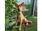 Adopt Gaia(local) a Red/Golden/Orange/Chestnut Jindo / Mixed dog in Ottawa