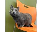 Adopt Rosie a Gray or Blue Domestic Shorthair / Domestic Shorthair / Mixed cat