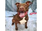 Adopt Moosie a Brown/Chocolate - with White American Pit Bull Terrier / Mixed
