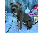 Adopt Buccaneer a Gray/Silver/Salt & Pepper - with White American Pit Bull