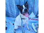 Adopt Winslow a White - with Black Cattle Dog / American Pit Bull Terrier /