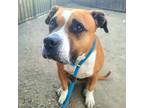 Adopt Journey a Brown/Chocolate - with White Boxer / American Pit Bull Terrier /