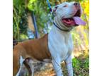 Adopt TITAN a White - with Brown or Chocolate American Pit Bull Terrier / Mixed
