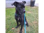 Adopt Shadell a Black - with White Boxer / American Pit Bull Terrier / Mixed dog