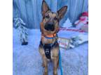 Adopt Cammie a Tan/Yellow/Fawn - with Black German Shepherd Dog / Mixed dog in