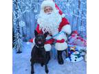 Adopt Adora a Black German Shepherd Dog / Shar Pei / Mixed dog in Costa Mesa