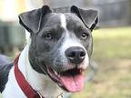 Adopt Lola a Gray/Blue/Silver/Salt & Pepper Mixed Breed (Large) / Mixed dog in