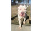 Adopt December a White Dogo Argentino / Mixed dog in Baton Rouge, LA (40142115)